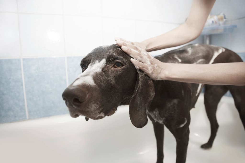 A dog being gently groomed and washed